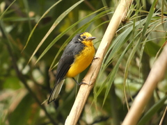 Myioborus ornatus
