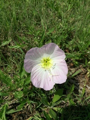 Oenothera speciosa