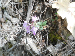 Thymus longicaulis longicaulis