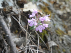 Thymus longicaulis longicaulis