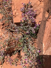 Dalea formosa