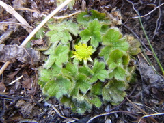 Ranunculus sericocephalus