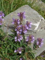 Scutellaria alpina