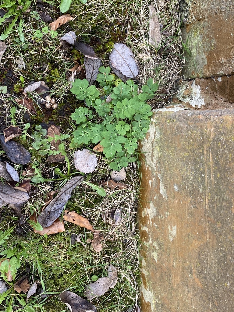 Greater celandine from An den Teichen, Allendorf (Lumda), Hessen, DE on