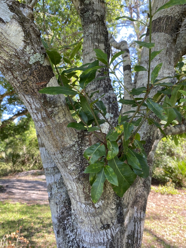 swamp laurel oak from Picos Rd, Fort Pierce, FL, US on March 14, 2024 ...