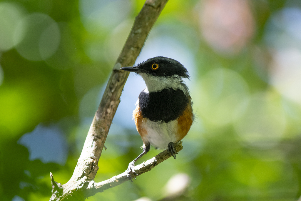 Forest Cape Batis from Wynberg NU (2), Cape Town, 7824, Южная Африка on ...