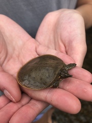 Apalone spinifera aspera