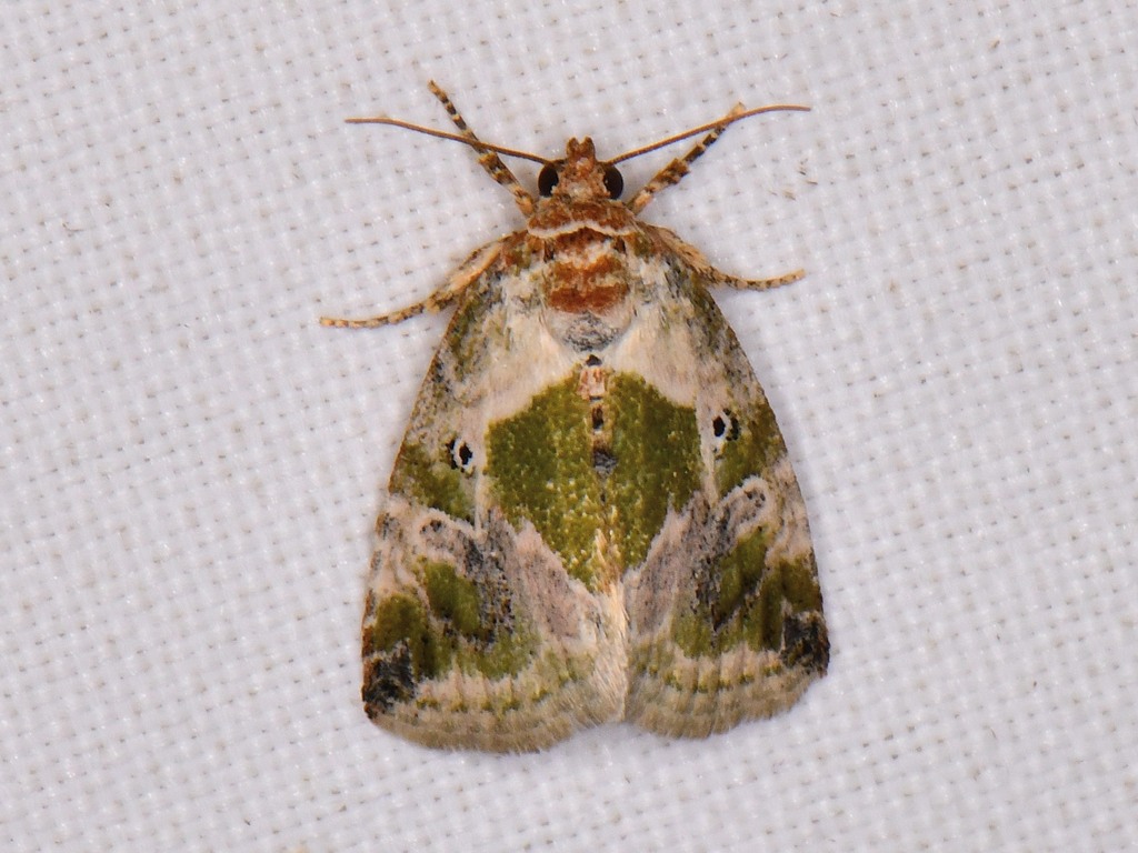 Blackdotted Glyph from Williamson County, TX, USA on March 12, 2024 at