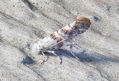 Cameraria hamadryadella