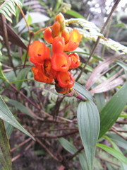 Elleanthus aurantiacus