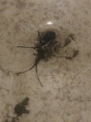 Chariesterus