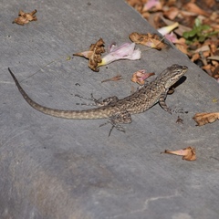 Urosaurus graciosus