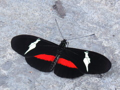 Heliconius clysonymus clysonymus