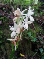 Orchis provincialis