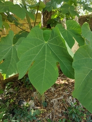 Firmiana