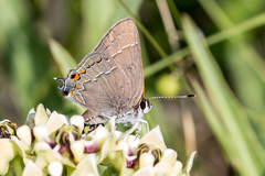 Satyrium favonius