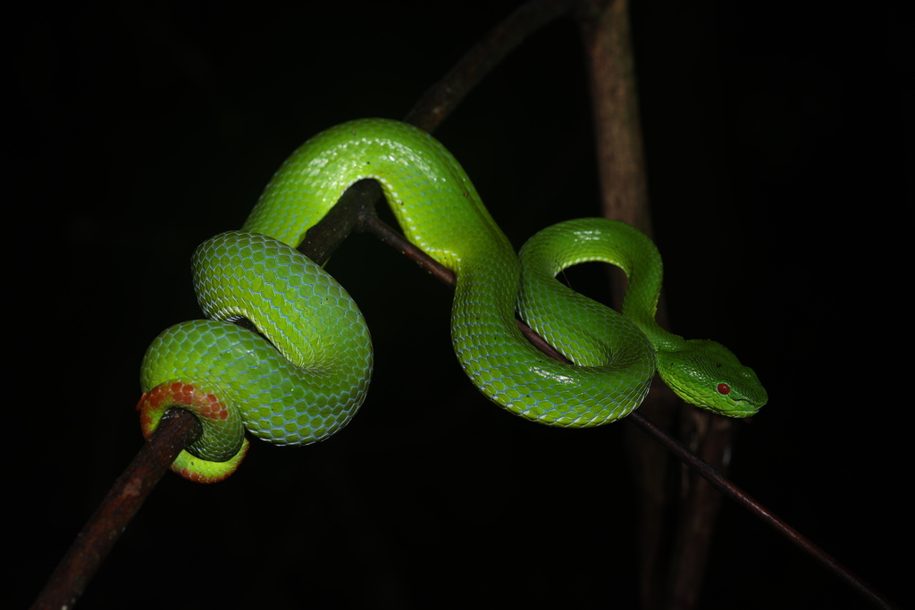 Pope’s Tree Viper from 中国云南省德宏傣族景颇族自治州盈江县 on October 1, 2023 at 11:11 ...