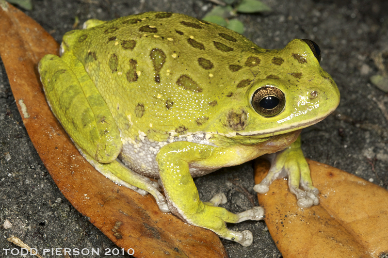 Barking Tree Frog (Amphibians of Alabama) · iNaturalist