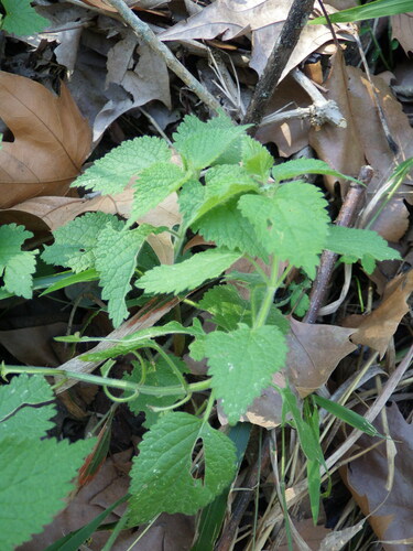Image of Lamium flexuosum by (c) Pere Barnola, some rights reserved (CC BY-SA)