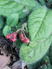 Ardisia primulifolia