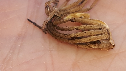 Nursery web spider