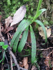 Orchis provincialis