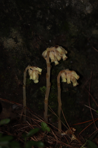 pinesap