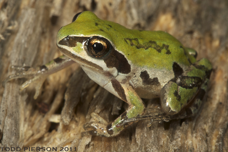 Little Grass Frog (Amphibians of Alabama) · iNaturalist
