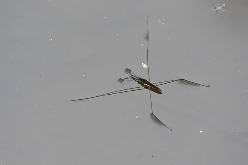 Giant Water Strider (Aquarius elongatus)