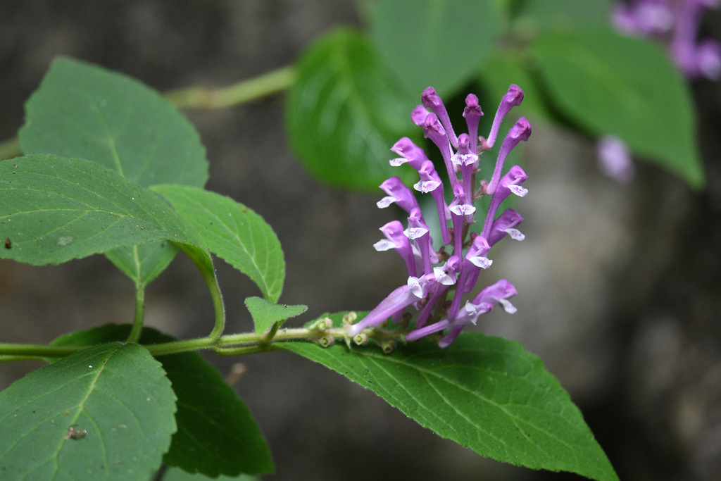 Scutellaria sichourensis (Scutellaria sichourensis)