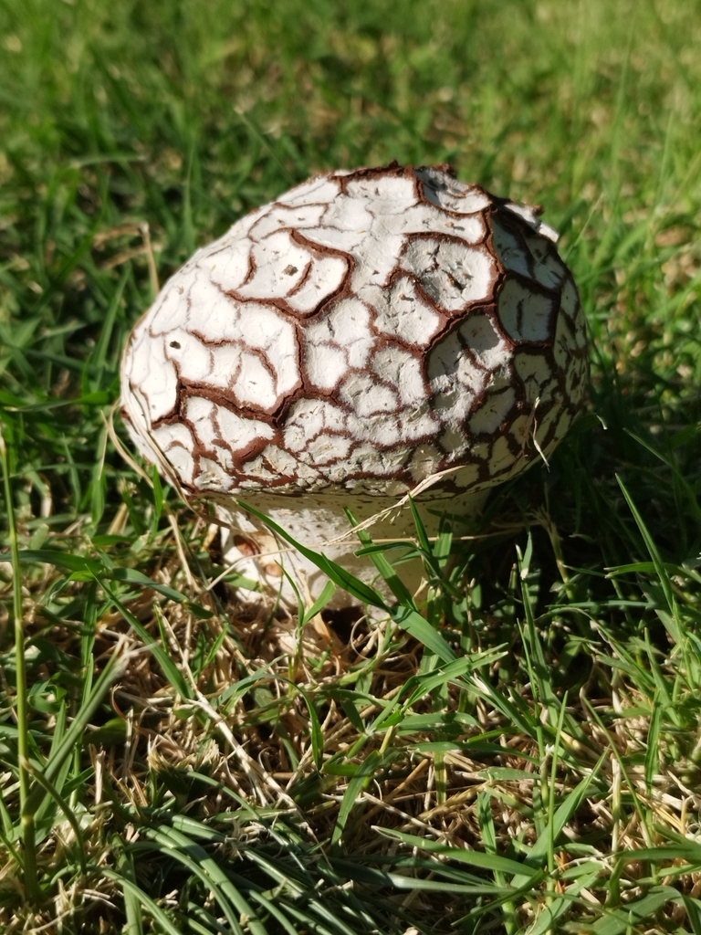 Calvatia cyathiformis · January 2024 · photo: © seba_fornes (iNaturalist, cc-by)