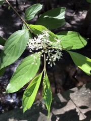 Cornus foemina