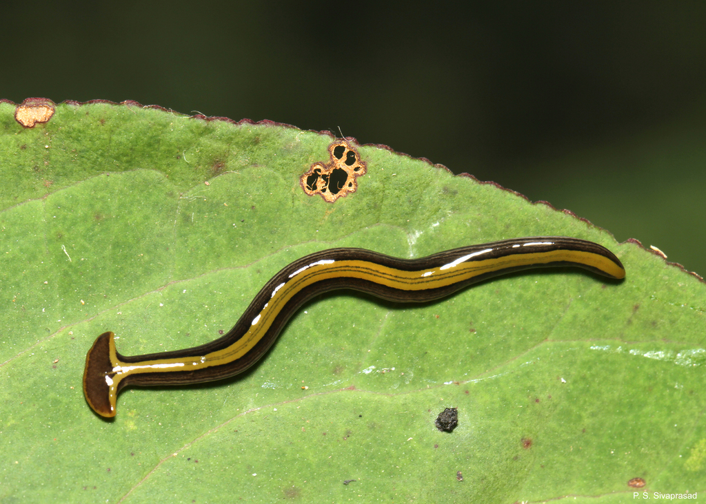 Humbertium depressum