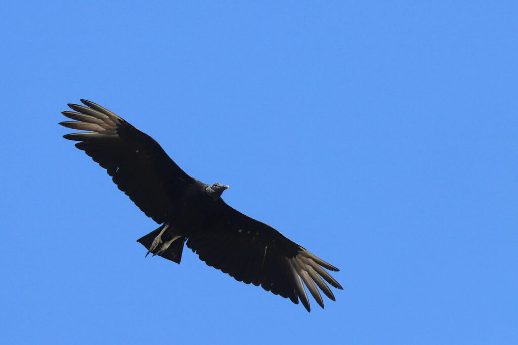 Black Vulture from El Coco, Nicaragua on March 7, 2024 at 09:24 AM by ...