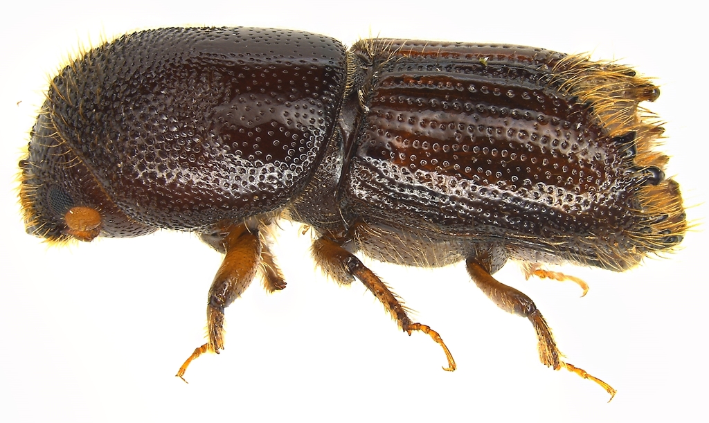 Eastern Fivespined Ips