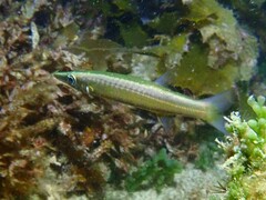 Shortfinned Barracuda photo 2