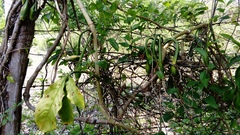 Syngonium angustatum