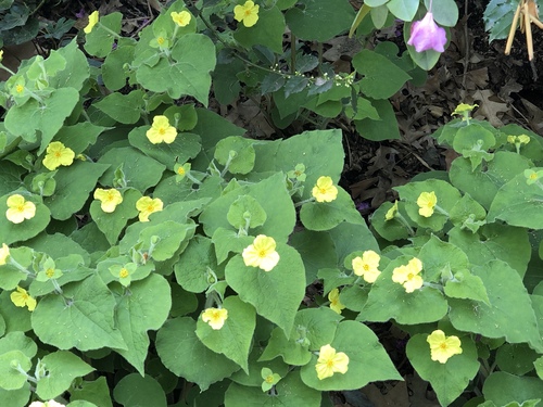 Saruma henryi