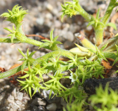 Chorizanthe procumbens