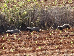 Galictis cuja