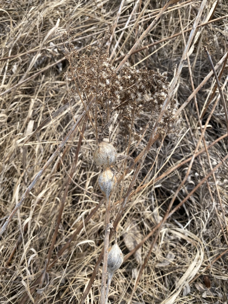 Goldenrod Gall Fly from E Second St, Superior, WI, US on March 13, 2024 ...