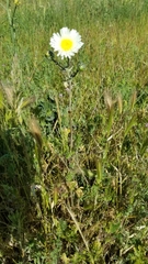 Malacothrix coulteri