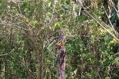 Syngonium angustatum