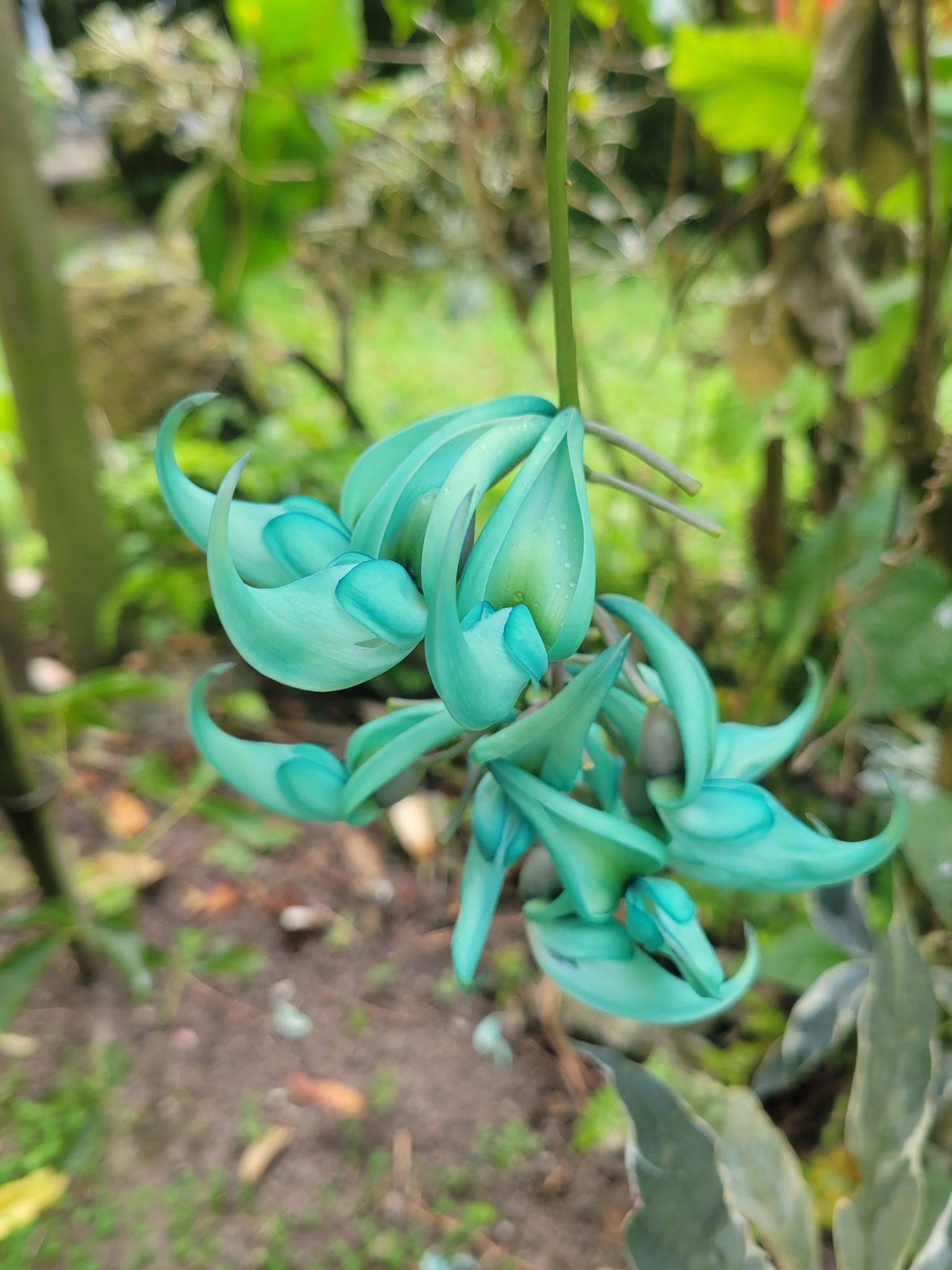Imagem de Jade-vine