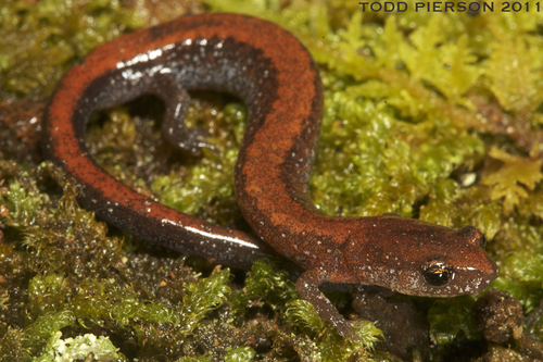 Southern Red-backed Salamander