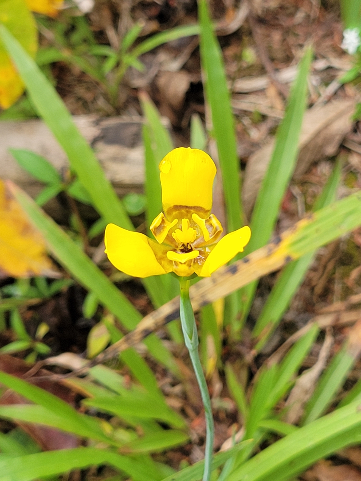 Imagem de Orquídea de chão