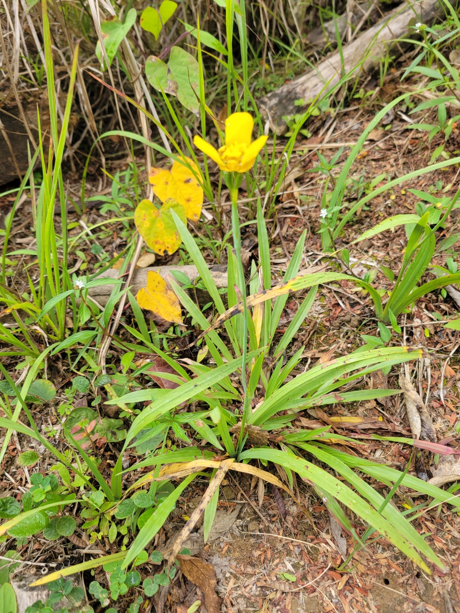 Imagem de Orquídea de chão