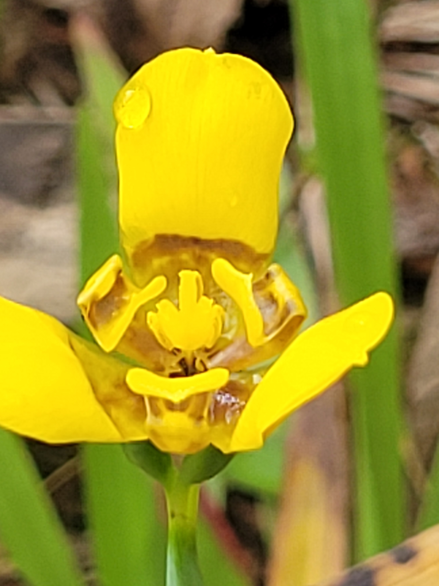 Imagem de Orquídea de chão