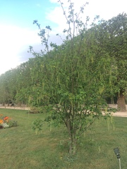 Laburnum × watereri