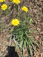 Agoseris glauca glauca